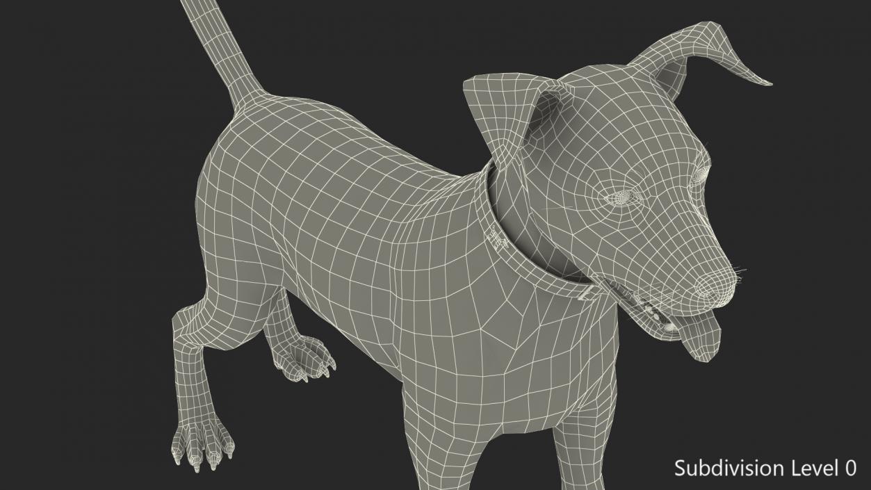 3D Spotted Jack Russell Terrier Attention Pose model