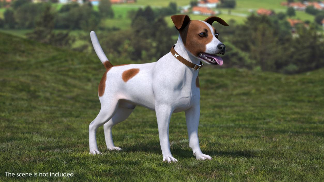 3D Spotted Jack Russell Terrier Attention Pose model