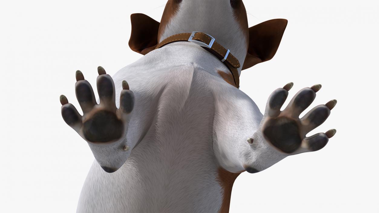 3D Spotted Jack Russell Terrier Attention Pose model