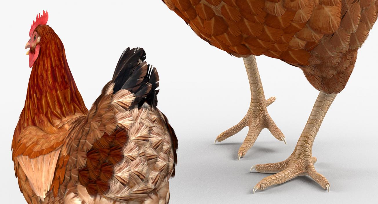 Chickens Collection 3D model