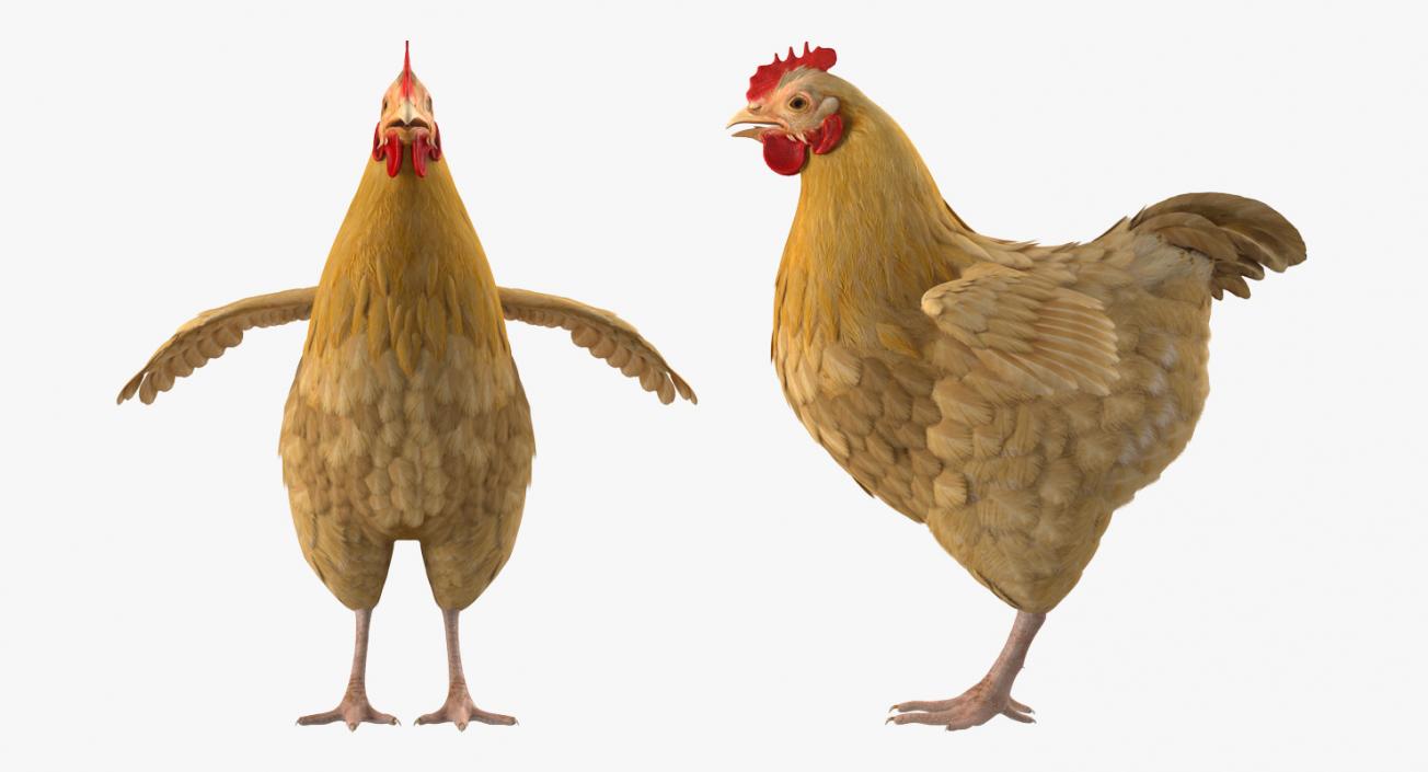 Chickens Collection 3D model