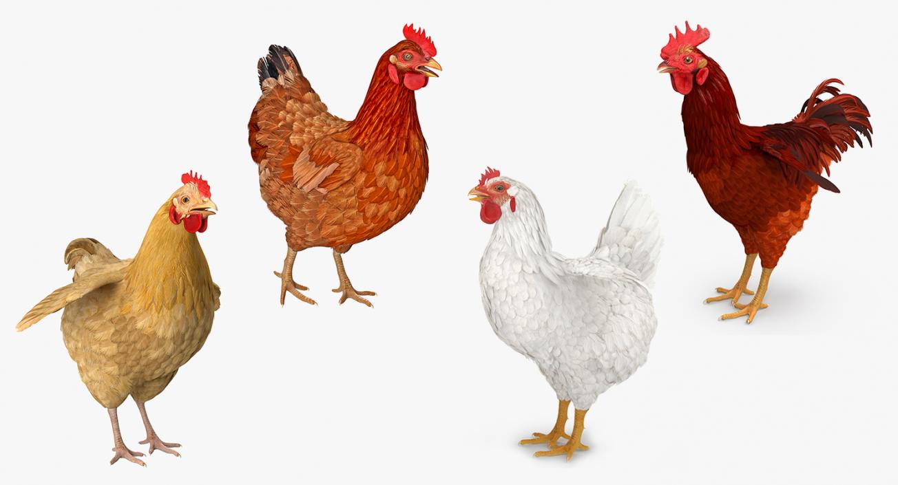 Chickens Collection 3D model