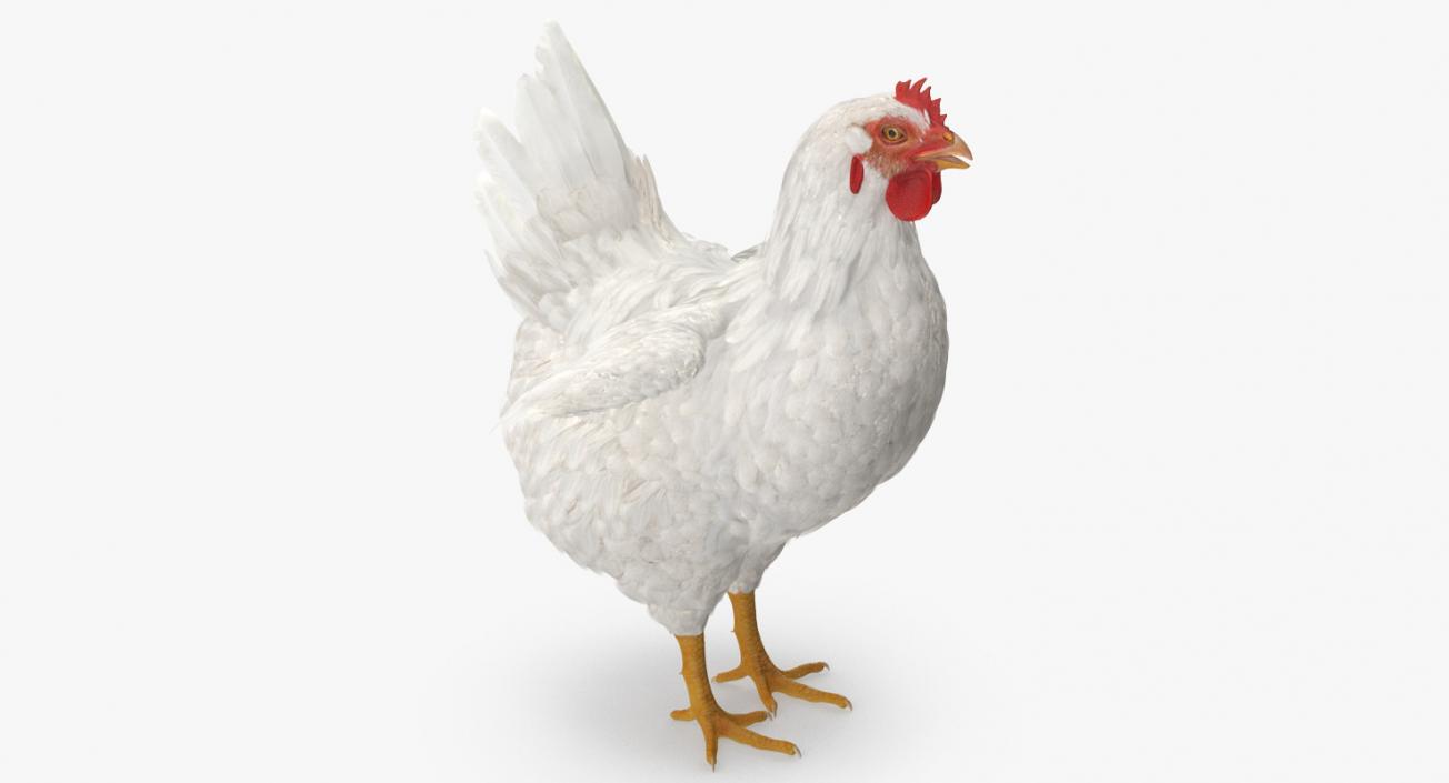 Chickens Collection 3D model