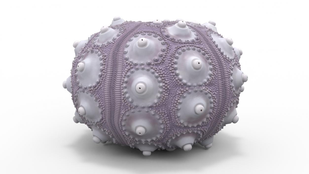 3D Purple Sputnik Sea Urchin Shell