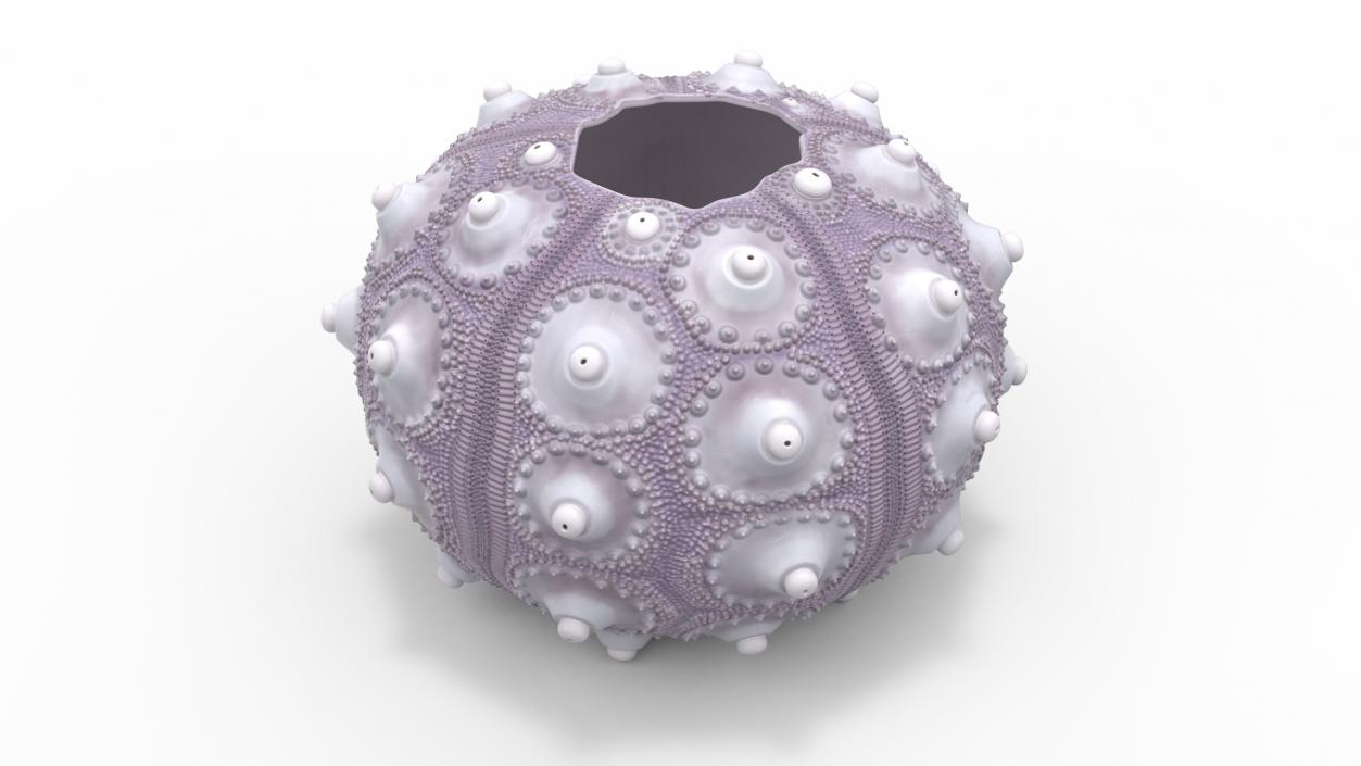 3D Purple Sputnik Sea Urchin Shell