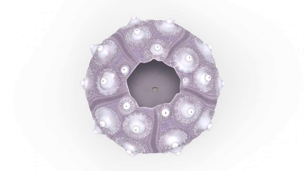 3D Purple Sputnik Sea Urchin Shell