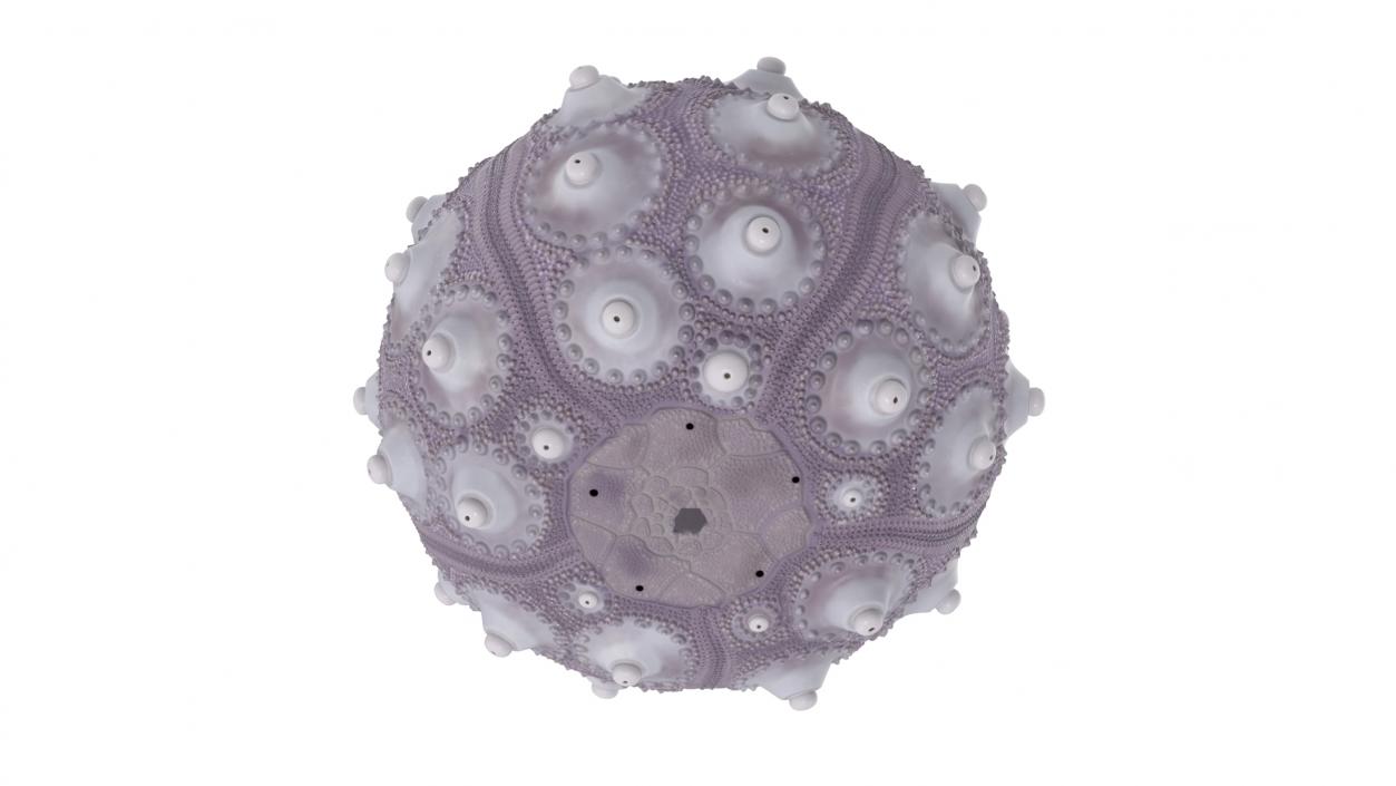 3D Purple Sputnik Sea Urchin Shell