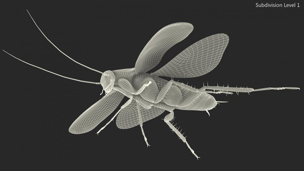 Flying Cockroach Rigged for Maya 3D