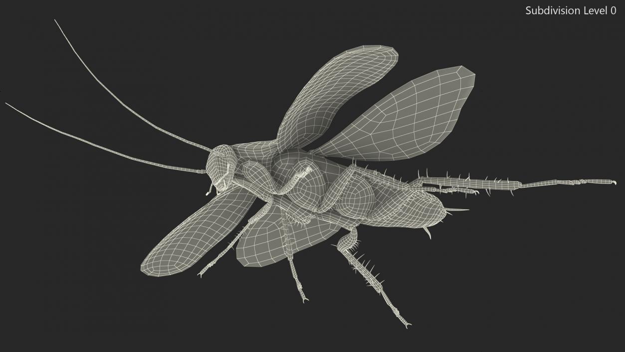 Flying Cockroach Rigged for Maya 3D