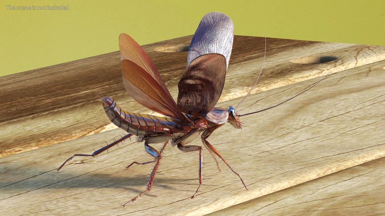 Flying Cockroach Rigged for Maya 3D