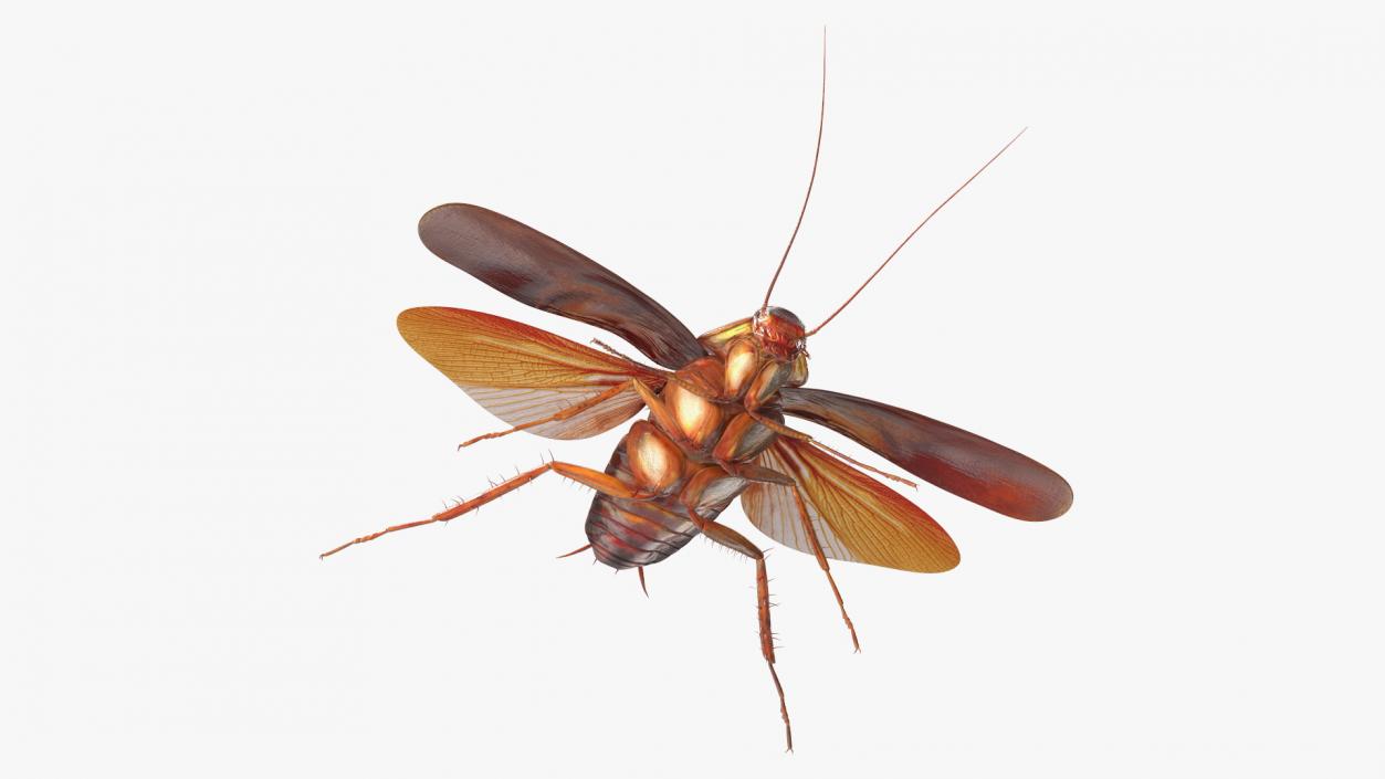 Flying Cockroach Rigged for Maya 3D