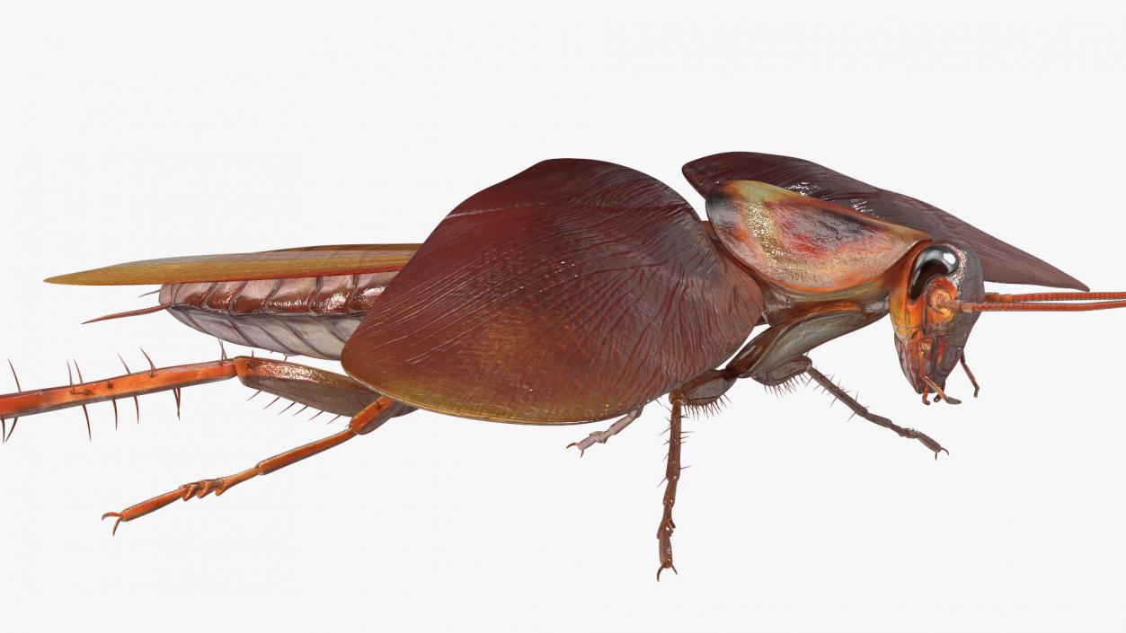 Flying Cockroach Rigged for Maya 3D