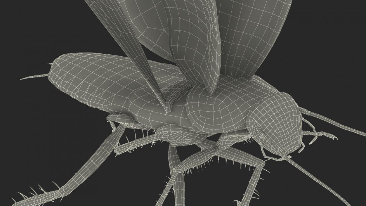 Flying Cockroach Rigged for Maya 3D