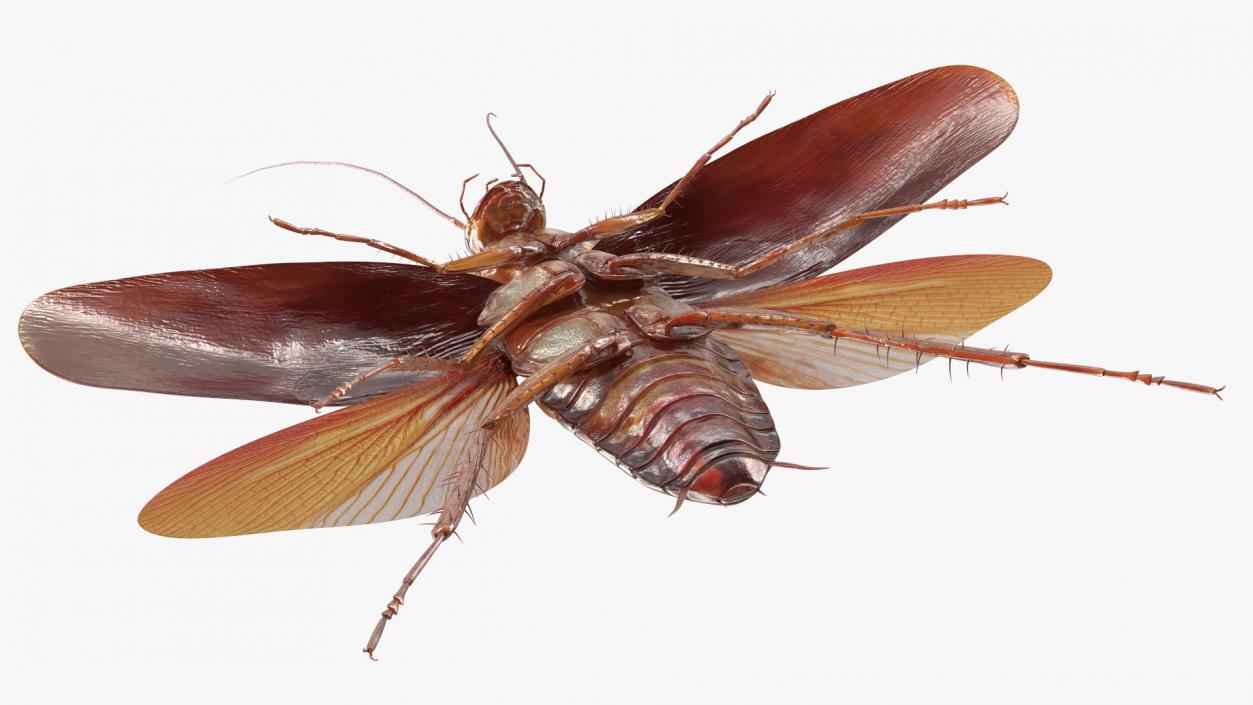 Flying Cockroach Rigged for Maya 3D