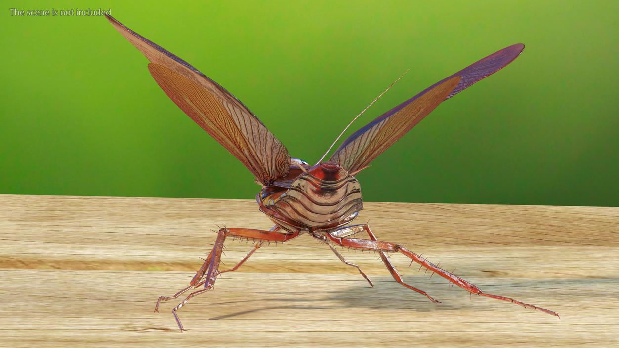 Flying Cockroach Rigged for Maya 3D