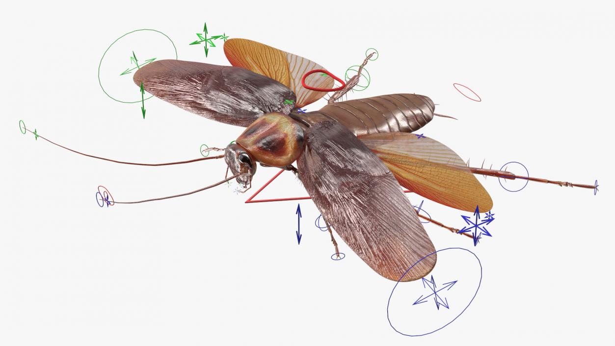 Flying Cockroach Rigged for Maya 3D