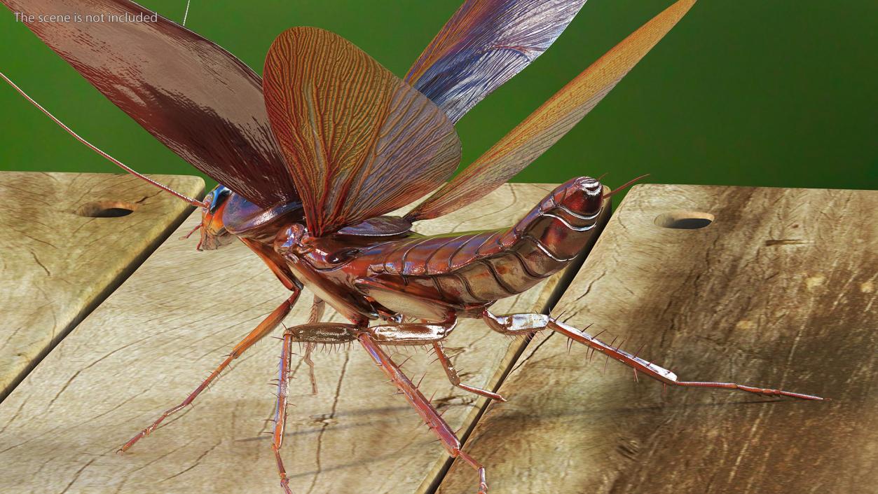 Flying Cockroach Rigged for Maya 3D