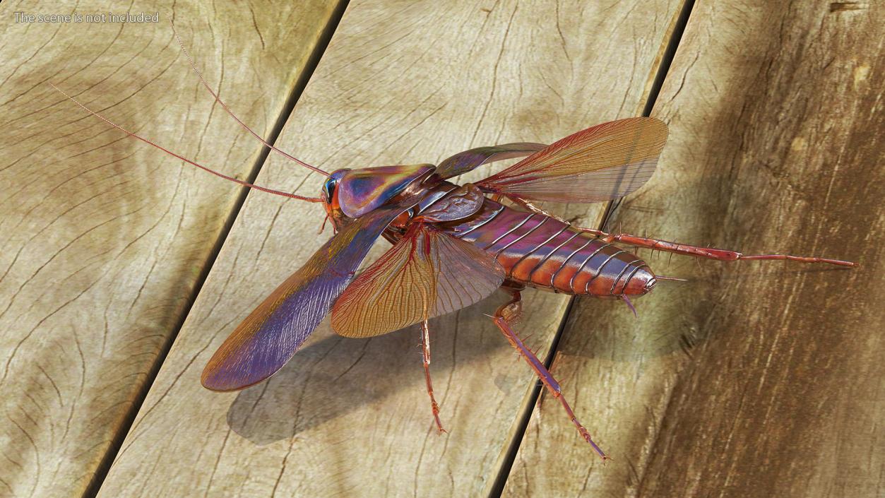 Flying Cockroach Rigged for Maya 3D