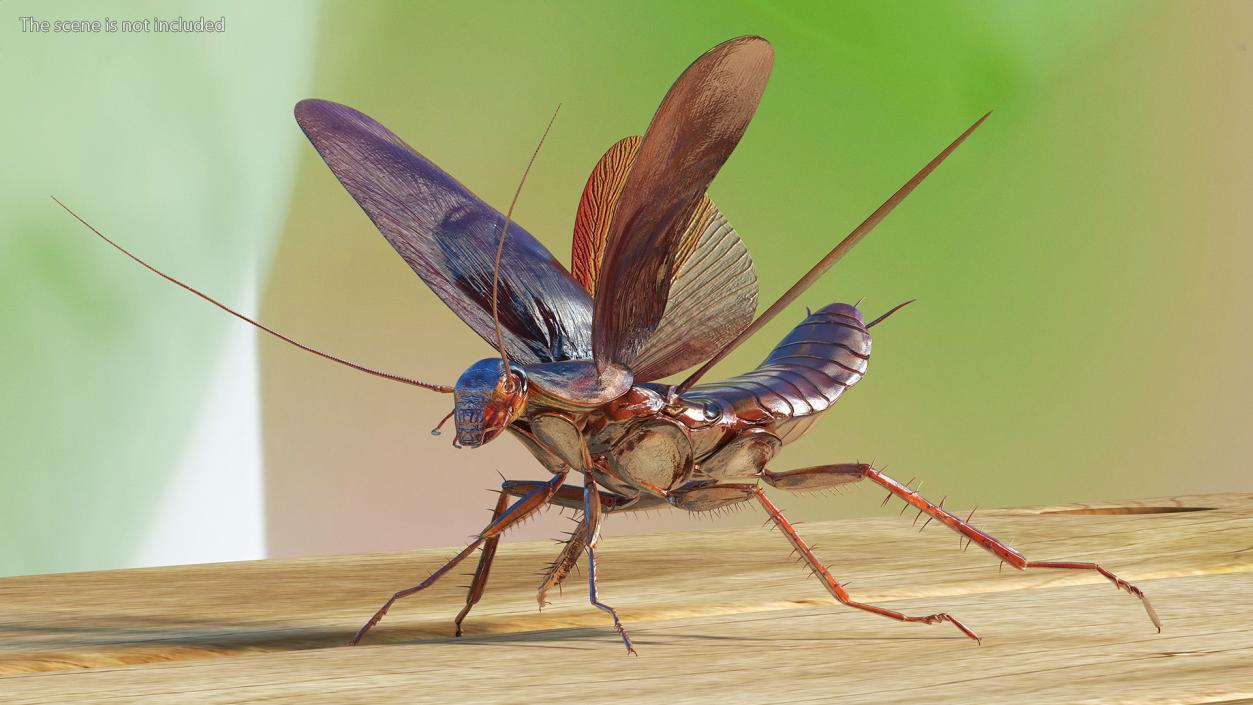 Flying Cockroach Rigged for Maya 3D