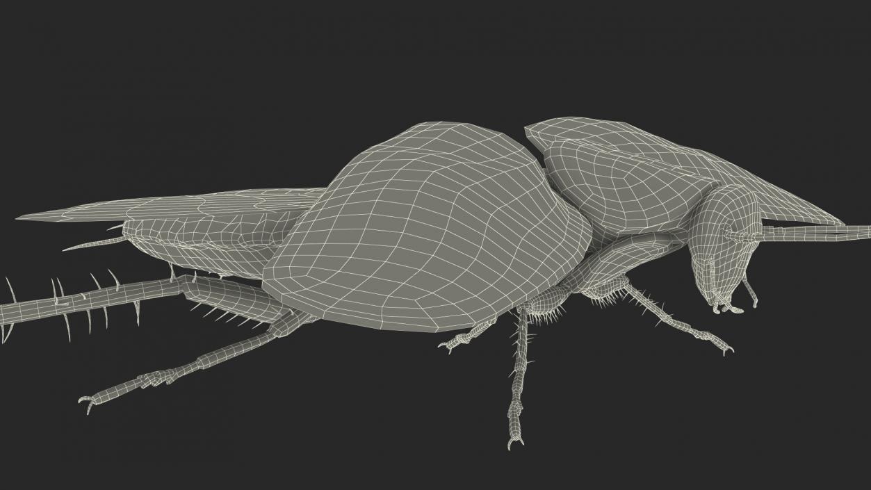 Flying Cockroach Rigged for Maya 3D