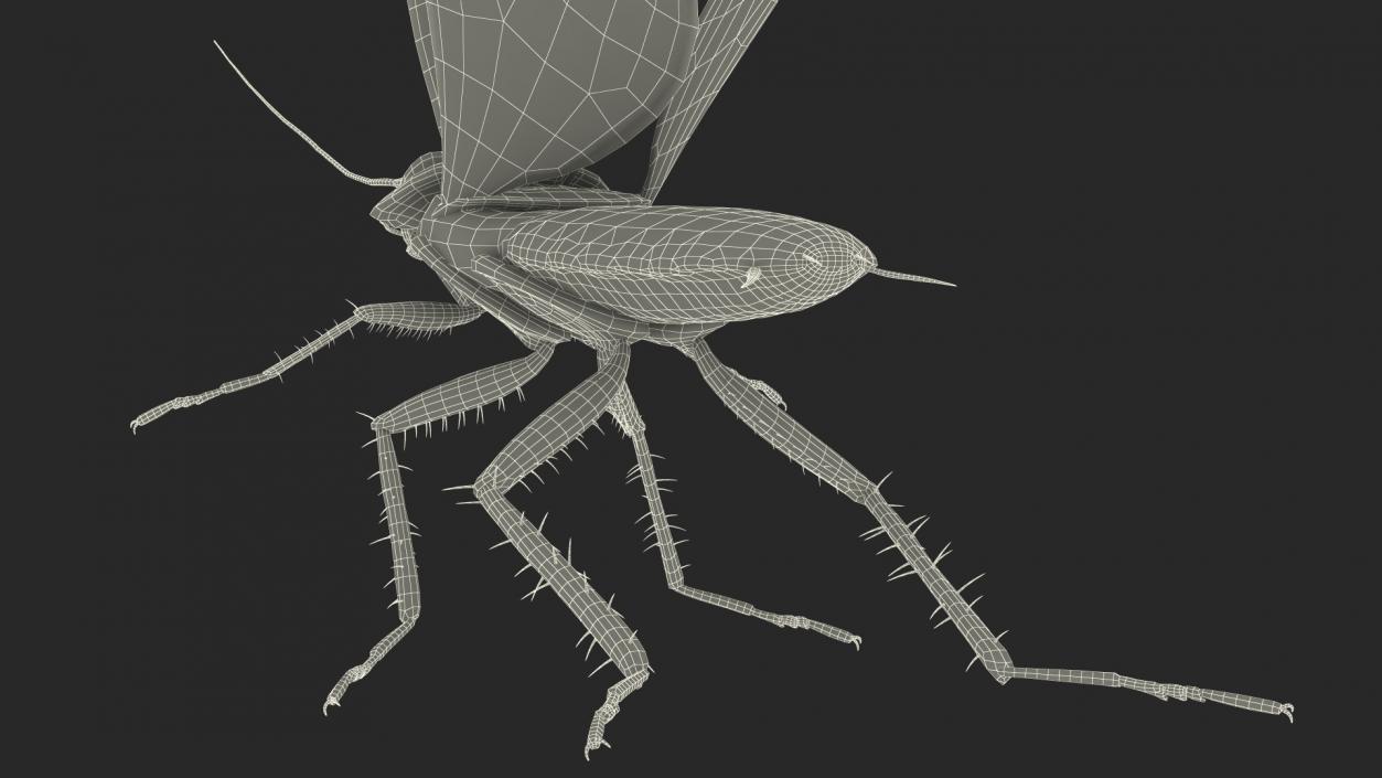 Flying Cockroach Rigged for Maya 3D