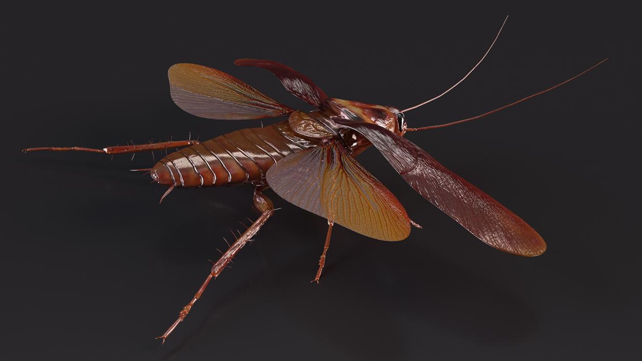 Flying Cockroach Rigged for Maya 3D