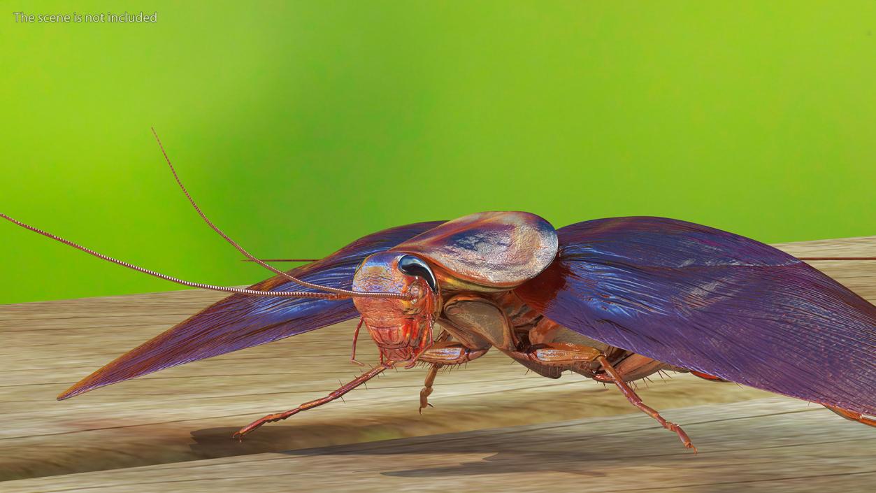 Flying Cockroach Rigged for Maya 3D