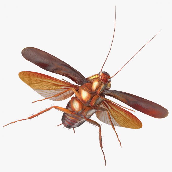 Flying Cockroach Rigged for Maya 3D