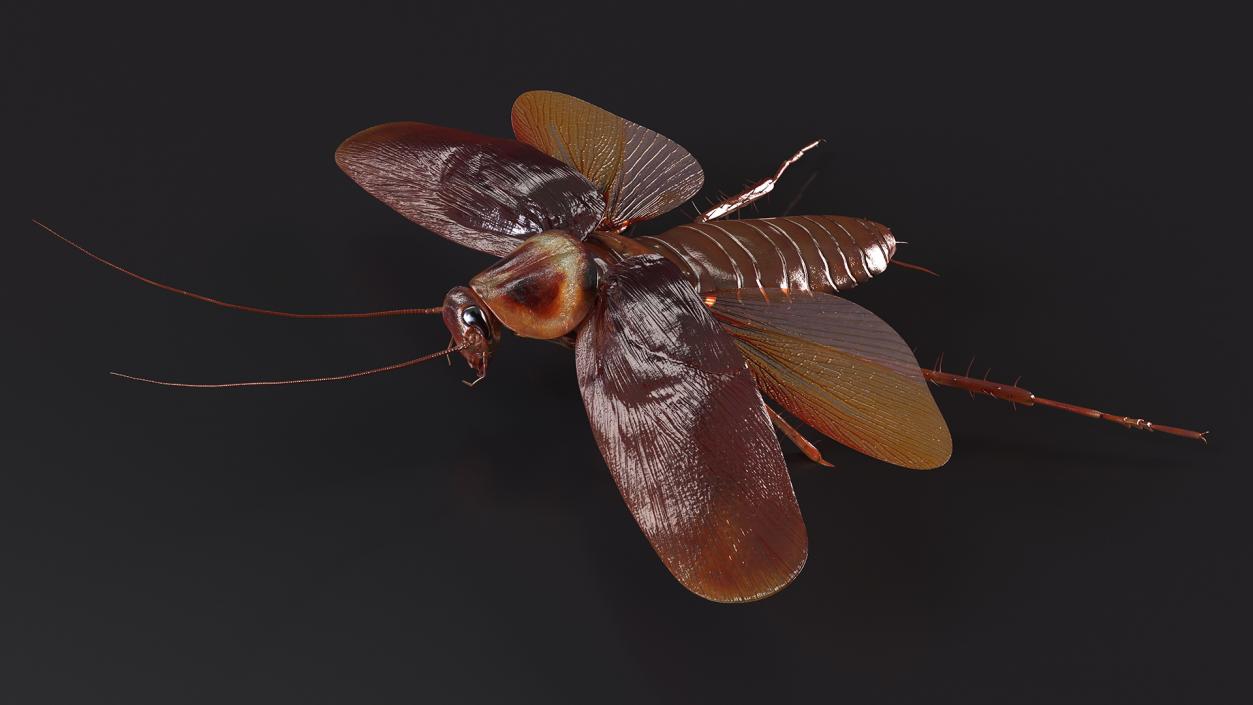 Flying Cockroach Rigged for Maya 3D