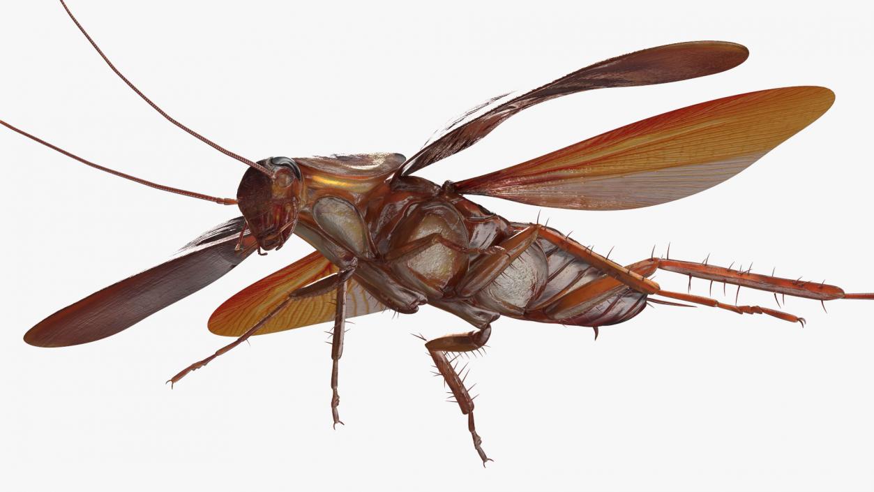 Flying Cockroach Rigged for Maya 3D