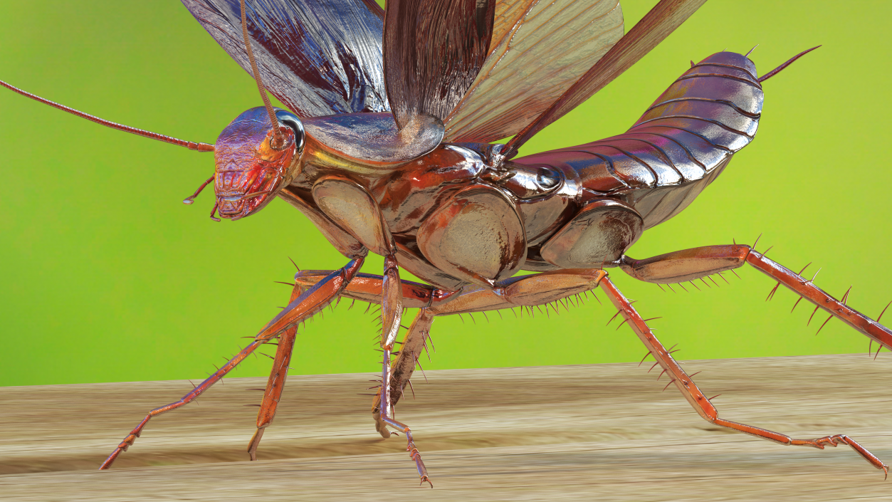 Flying Cockroach Rigged for Maya 3D