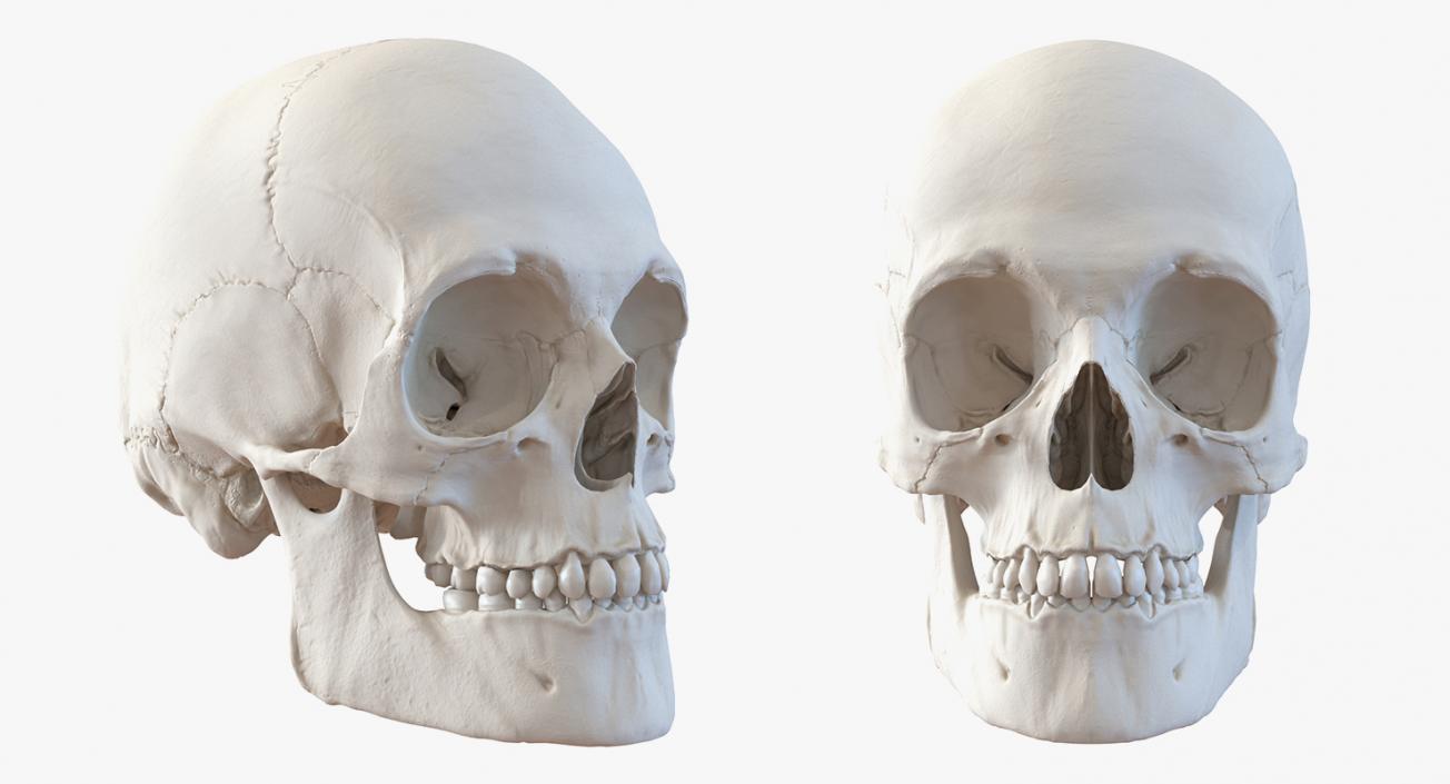 Skulls 3D Models Collection 3D