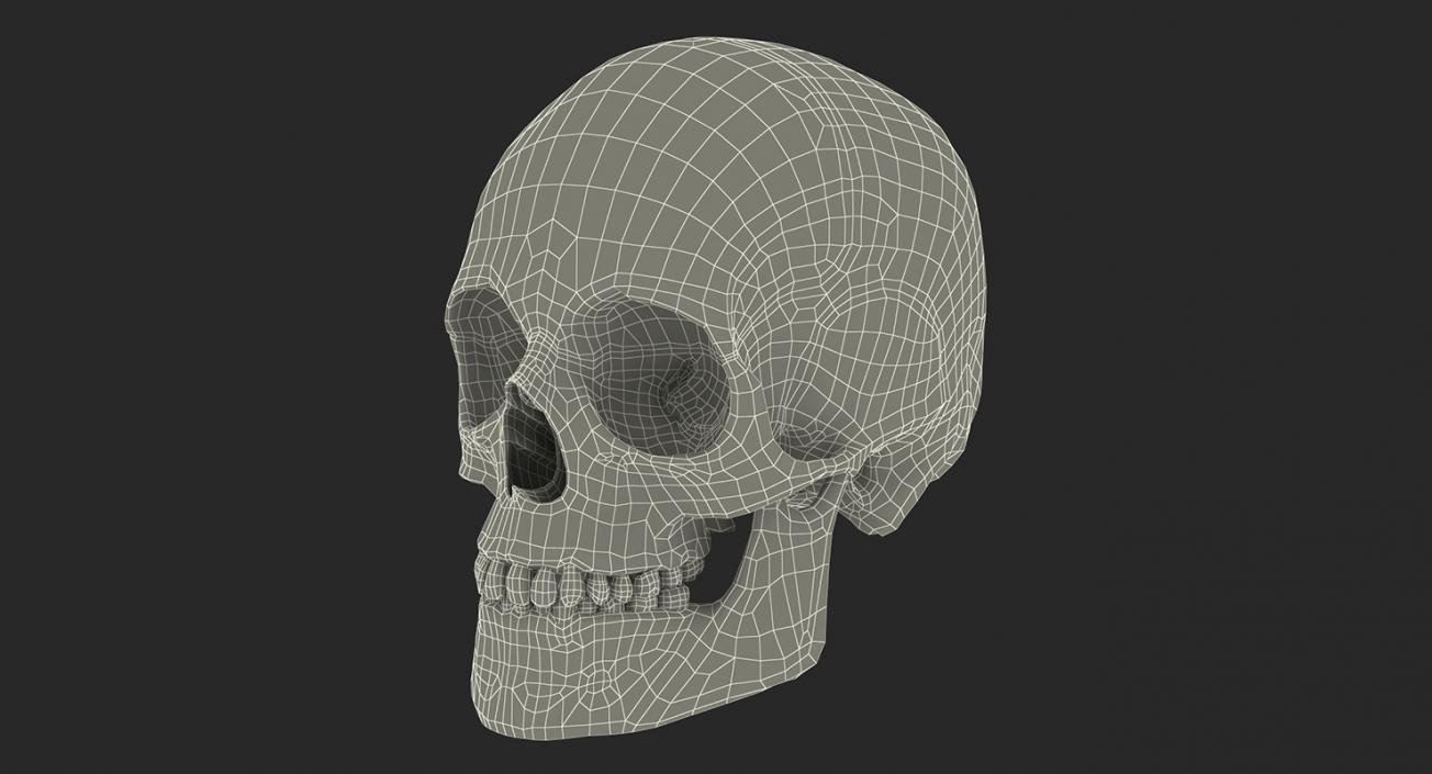 Skulls 3D Models Collection 3D