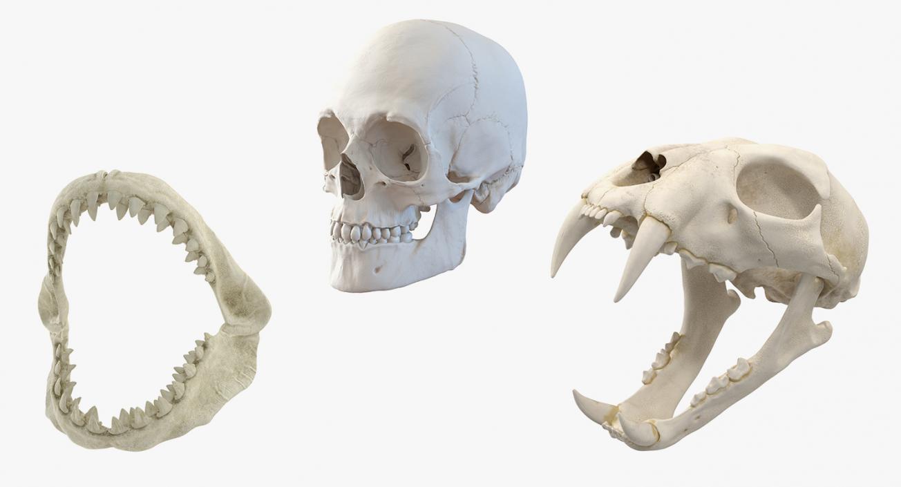 Skulls 3D Models Collection 3D