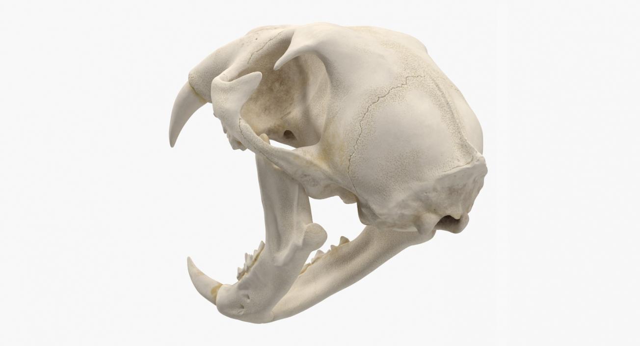 Skulls 3D Models Collection 3D