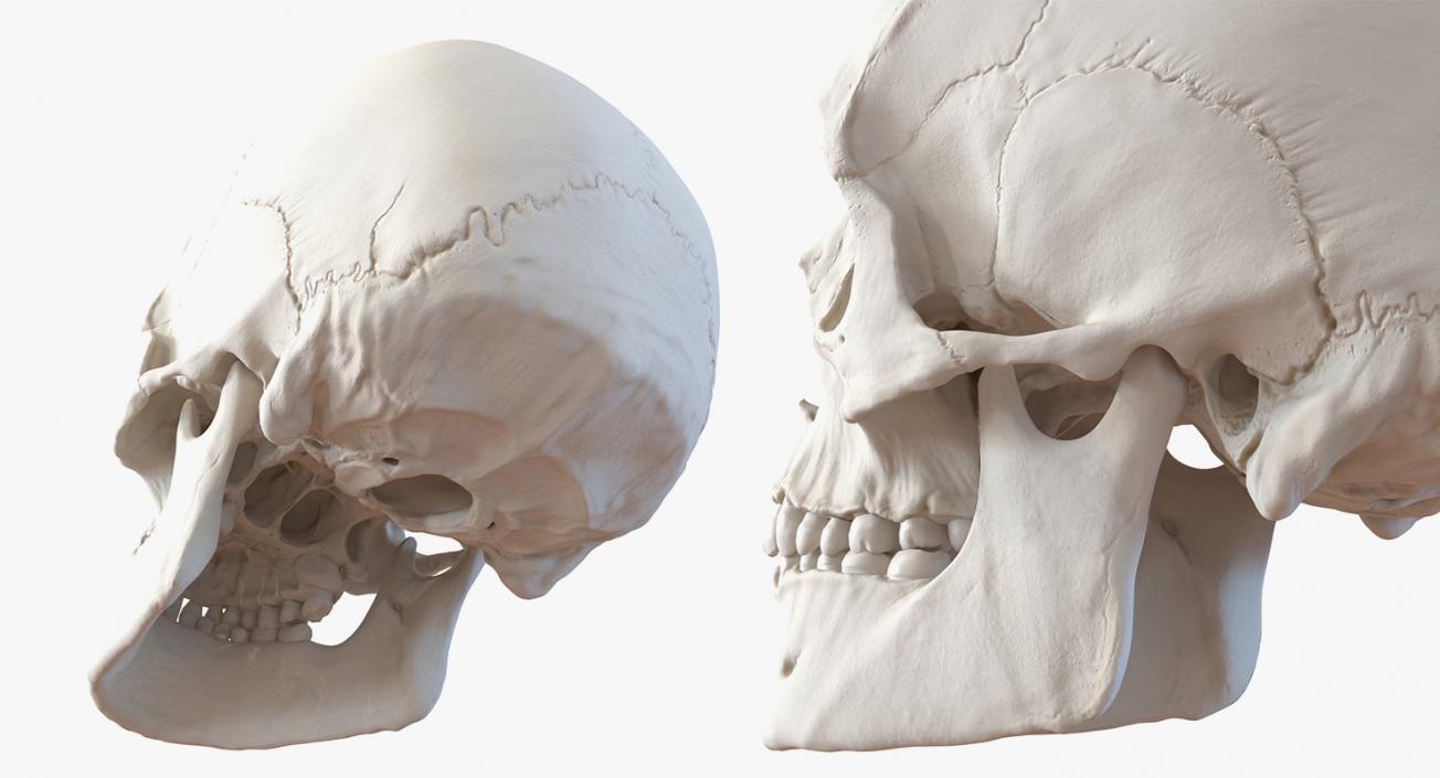 Skulls 3D Models Collection 3D