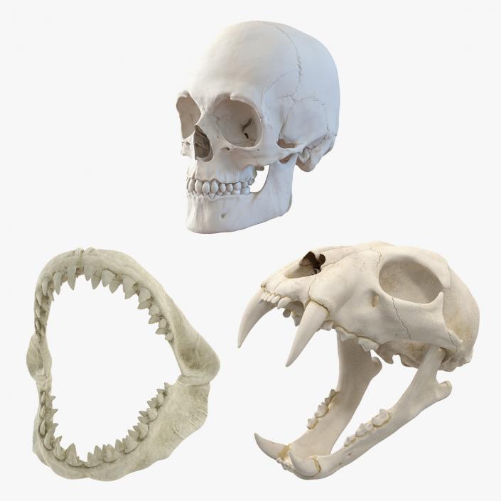 Skulls 3D Models Collection 3D