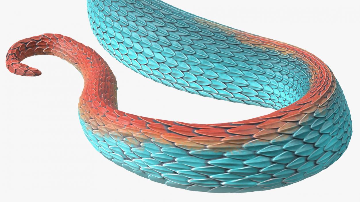 Creeping Blue Viper Trimeresurus 3D