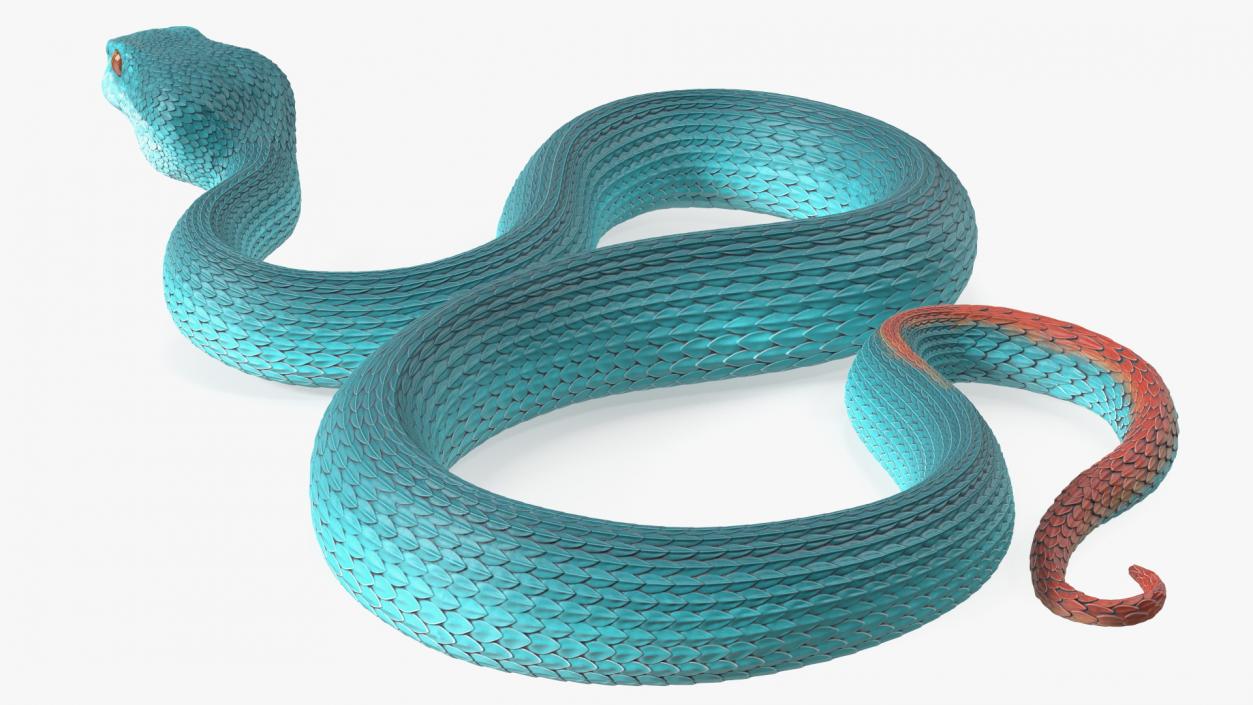 Creeping Blue Viper Trimeresurus 3D