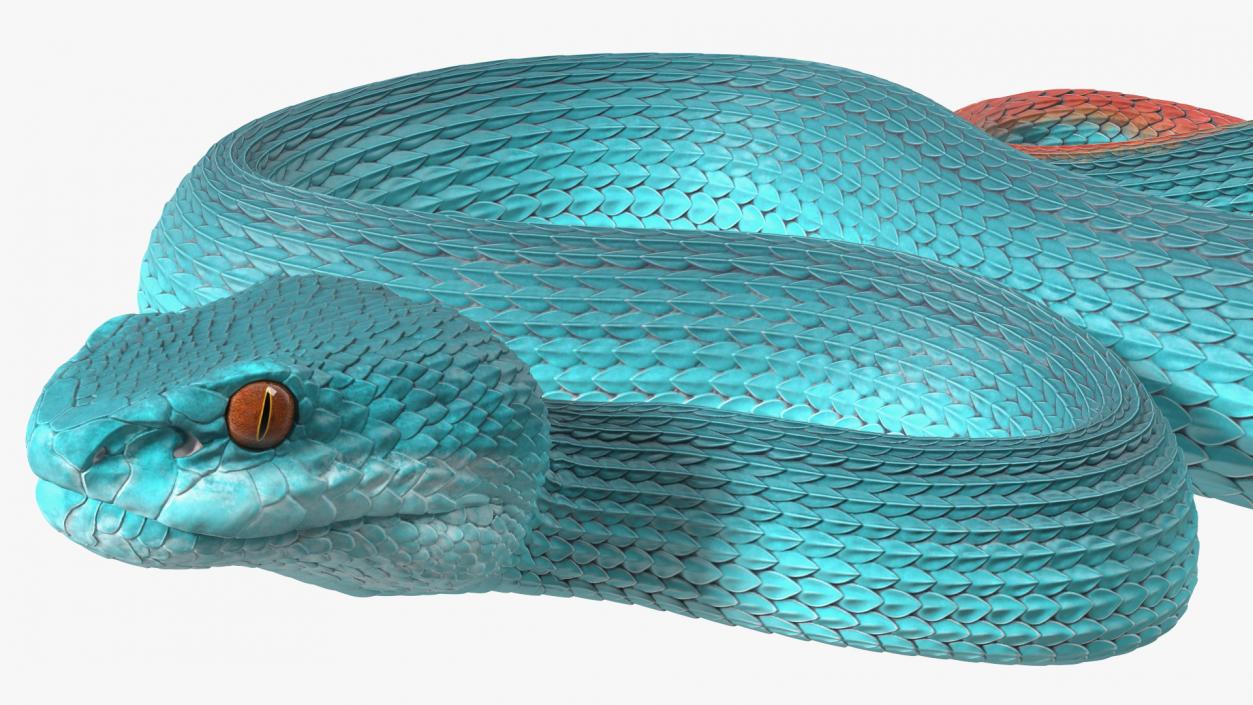 Creeping Blue Viper Trimeresurus 3D