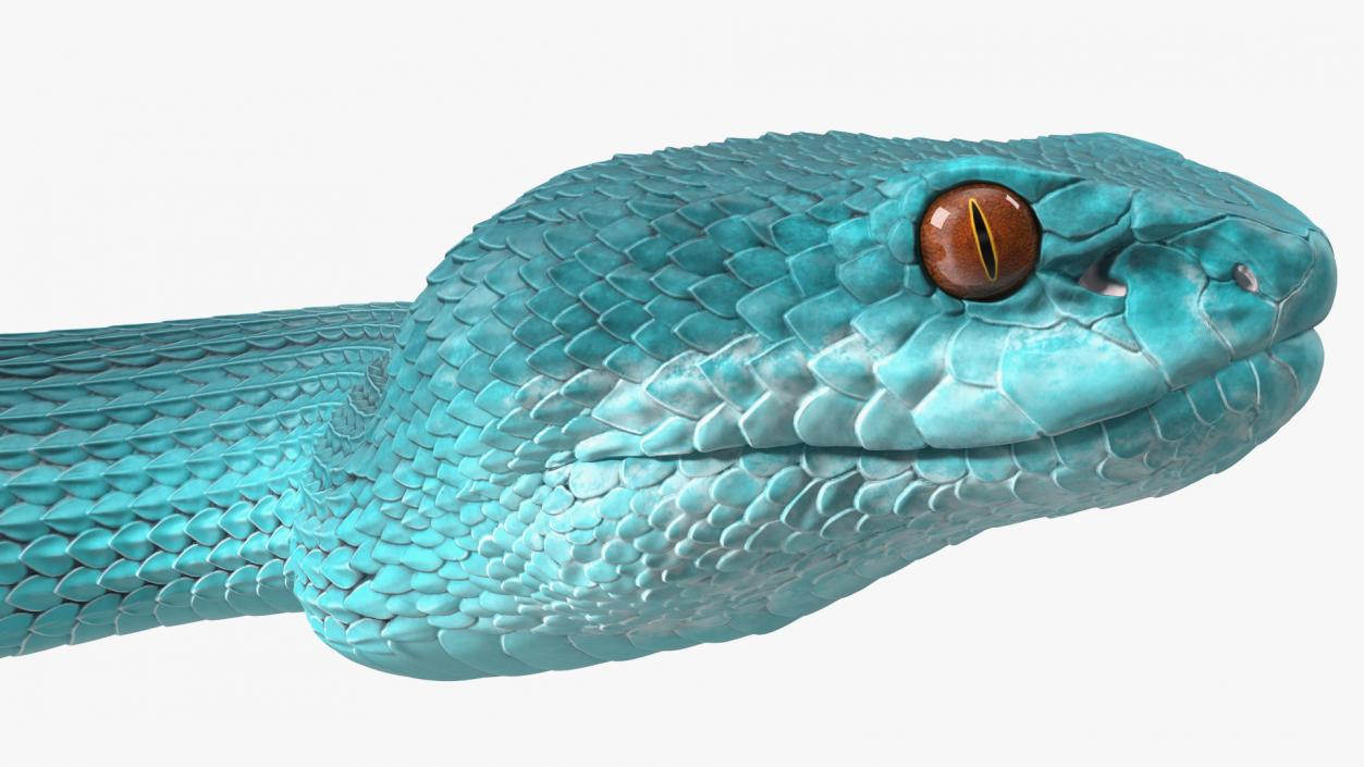 Creeping Blue Viper Trimeresurus 3D