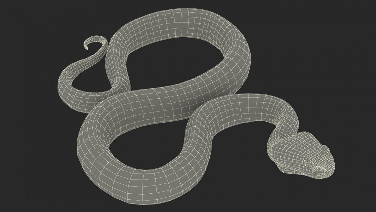 Creeping Blue Viper Trimeresurus 3D