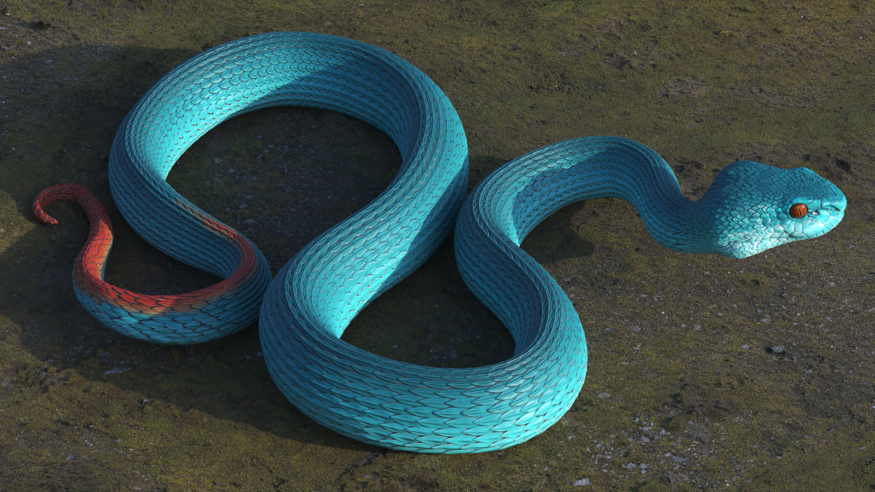 Creeping Blue Viper Trimeresurus 3D