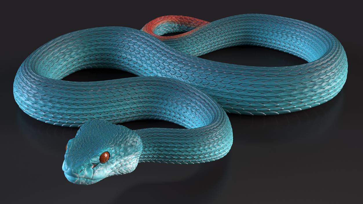 Creeping Blue Viper Trimeresurus 3D