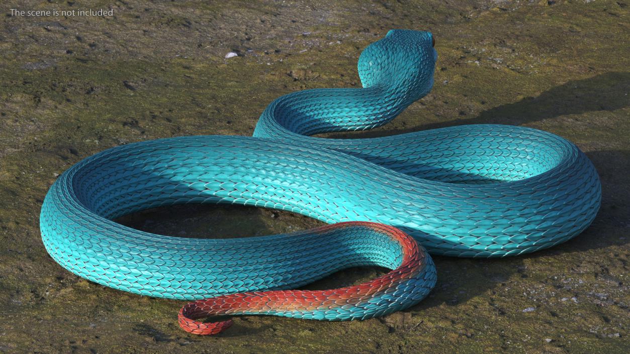 Creeping Blue Viper Trimeresurus 3D