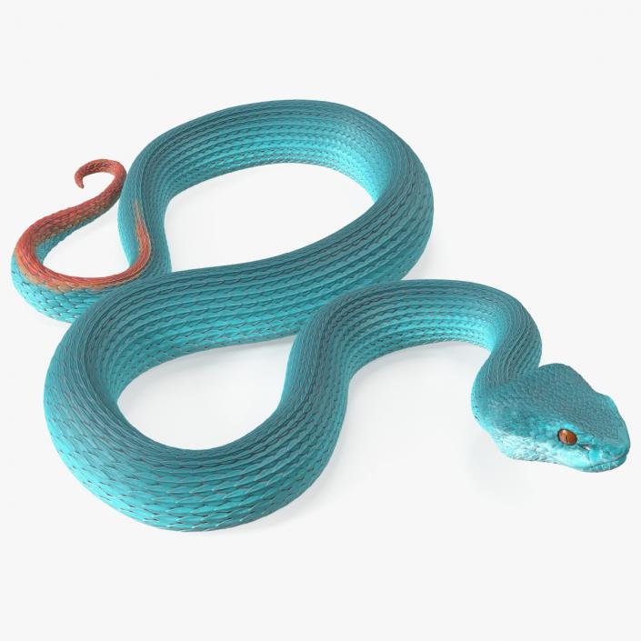 Creeping Blue Viper Trimeresurus 3D