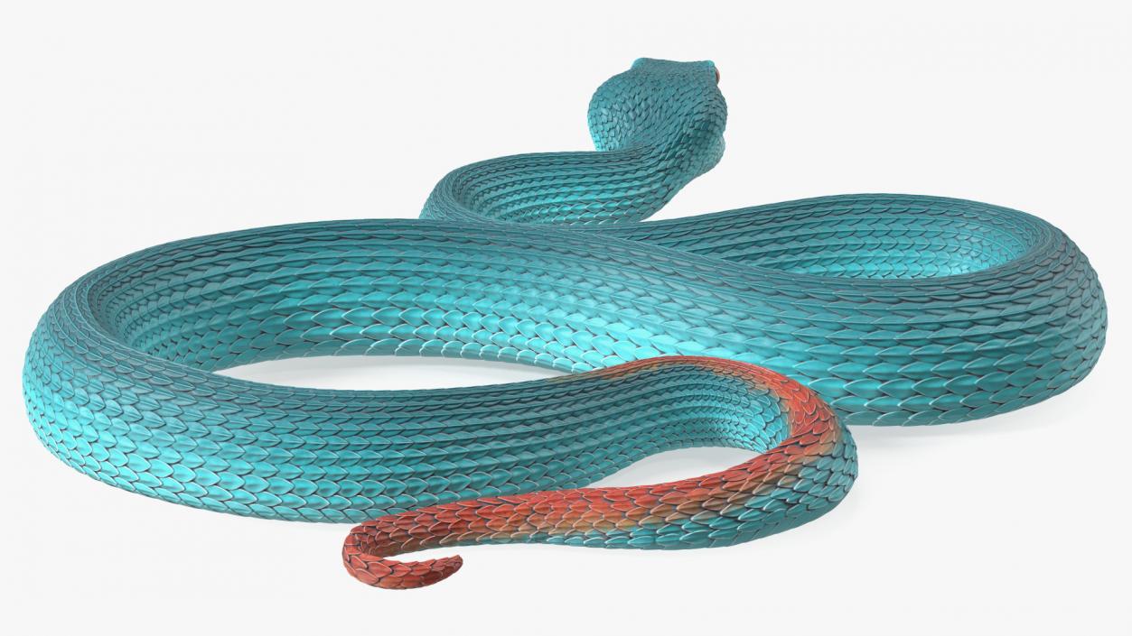 Creeping Blue Viper Trimeresurus 3D