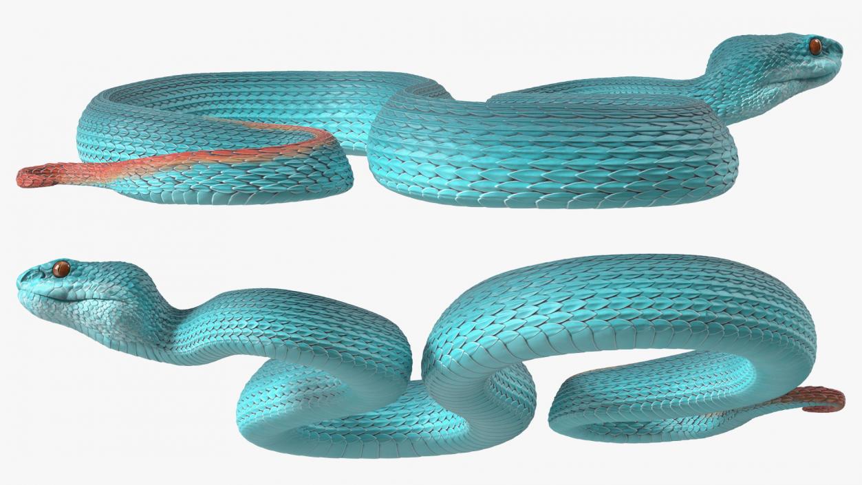 Creeping Blue Viper Trimeresurus 3D