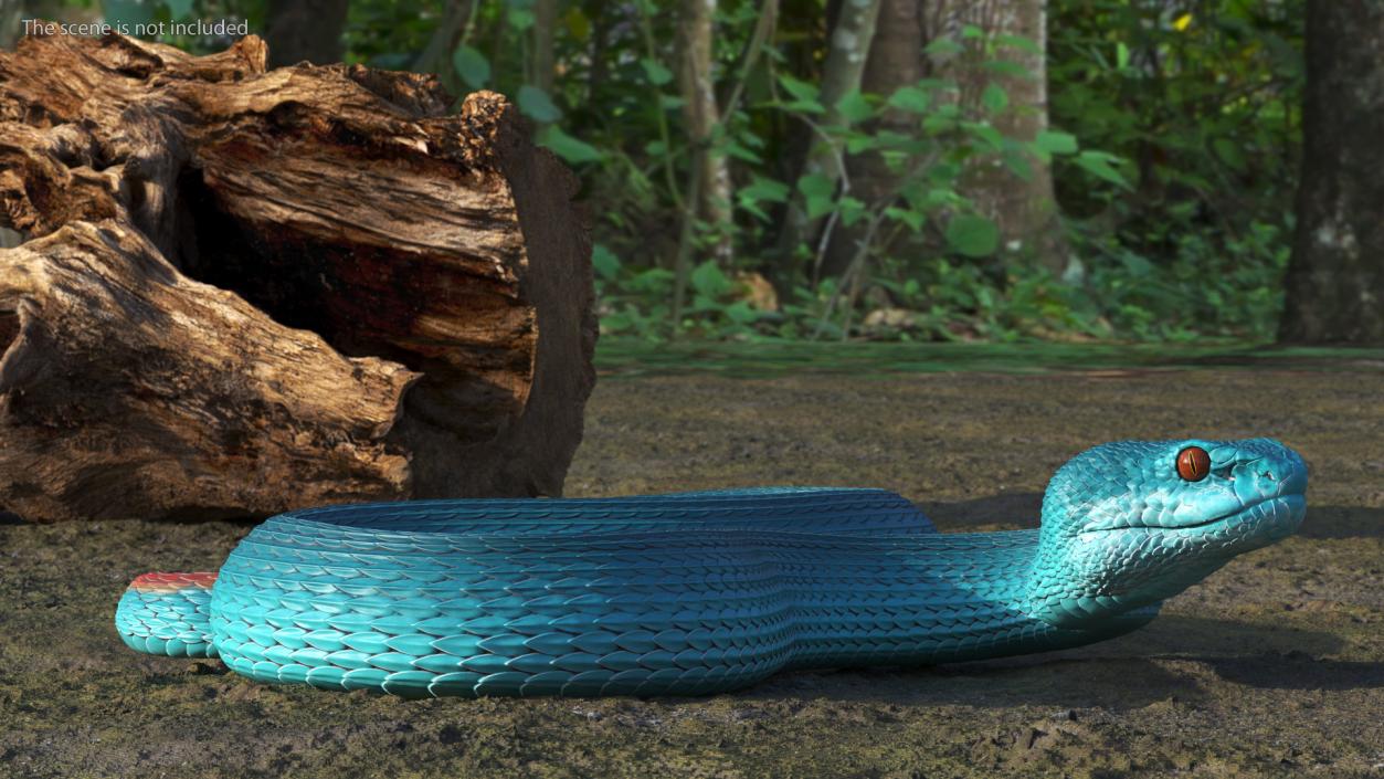 Creeping Blue Viper Trimeresurus 3D