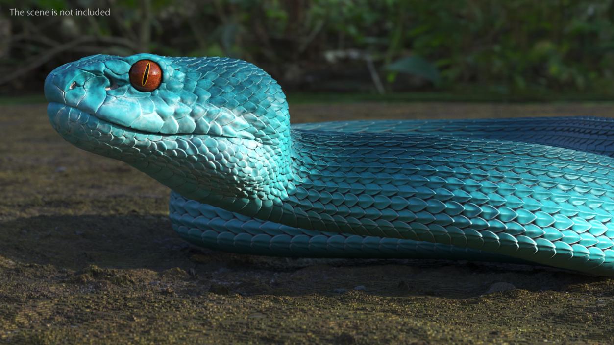 Creeping Blue Viper Trimeresurus 3D